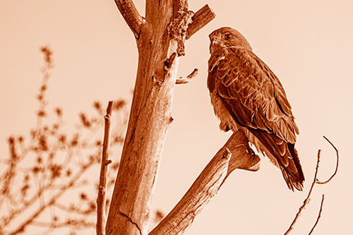 Rough Legged Hawk Perched Atop Tree Branch (Orange Shade Photo)