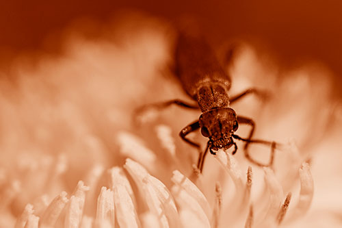 Snarling Oedemera Beetle Eating Dandelion Pollen (Orange Shade Photo)