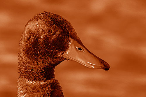 Soaked Male Mallard Duck Watching Among Lake (Orange Shade Photo)