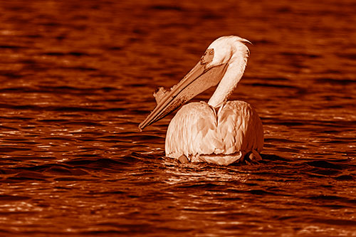 Swimming Pelican Glances Backwards Among Lake Water (Orange Shade Photo)