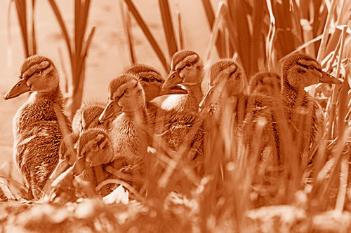 Ten Baby Mallard Ducklings Resting Among Reed Grass (Orange Shade Photo)