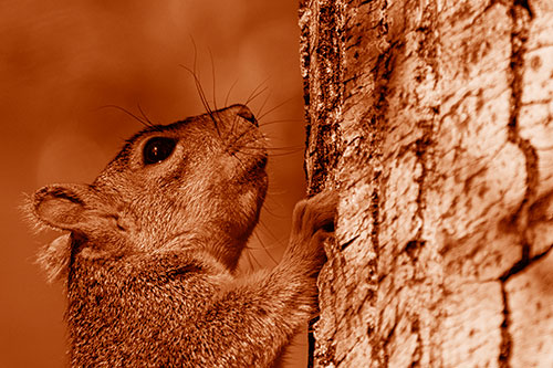Tree Climbing Squirrel Gazing Upwards (Orange Shade Photo)