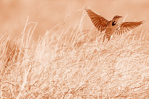 Western Meadowlark Takes Flight Off Branches (Orange Shade Photo)