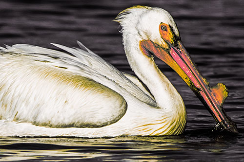 Beak Dipping Pelican Eying Across Lake Water (Orange Tint Photo)