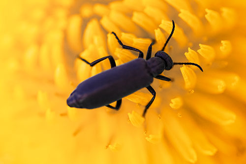 Crawling Oedemera Beetle Searching Atop Dandelion (Orange Tint Photo)