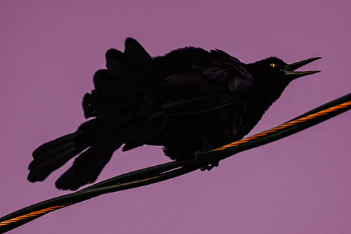 Crouching Great Tailed Grackle Squeaking Atop Cable (Orange Tint Photo)