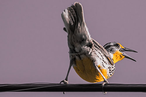 Crouching Western Meadowlark Singing Towards Sunlight (Orange Tint Photo)