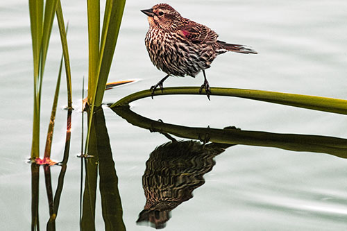 Female Red Winged Blackbird Casts Reflection Atop Bent Water Reed (Orange Tint Photo)