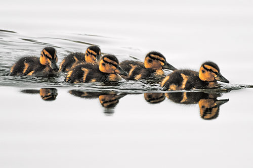 Five Baby Mallard Ducklings Swimming Across Lake Water (Orange Tint Photo)