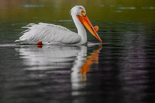 Floating Pelican Reflection Among Lake Water (Orange Tint Photo)