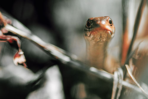 Garter Snake Peeking Head Above Sticks (Orange Tint Photo)