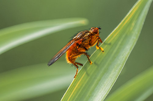 Golden Dung Fly Perched Along Sloping Fescue Grass Blade (Orange Tint Photo)