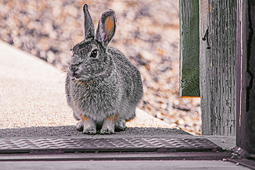 Hesitant Bunny Rabbit Considers Crossing Wooden Bridge (Orange Tint Photo)