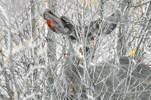 Hidden Mule Deer Watching Behind Tree Branches (Orange Tint Photo)