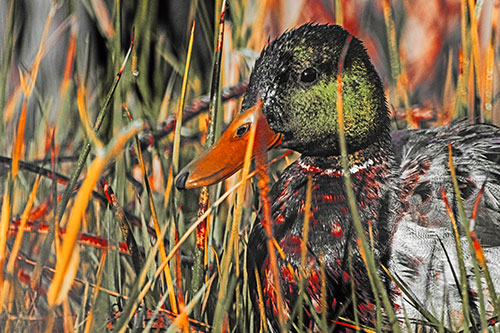 Male Mallard Duck Resting Among Reed Grass (Orange Tint Photo)