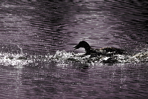 Playful Mallard Duck Gets Splashed Among Lake Horizon (Orange Tint Photo)