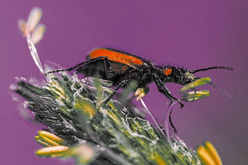 Pollen Covered Scarlet Malachite Beetle Hugging Flower Stem (Orange Tint Photo)