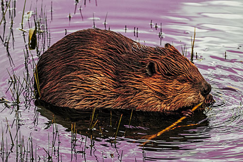 Sitting Beaver Nibbles Branch Along Shallow Rivershore (Orange Tint Photo)