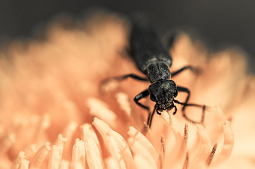 Snarling Oedemera Beetle Eating Dandelion Pollen (Orange Tint Photo)