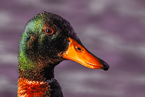 Soaked Male Mallard Duck Watching Among Lake (Orange Tint Photo)