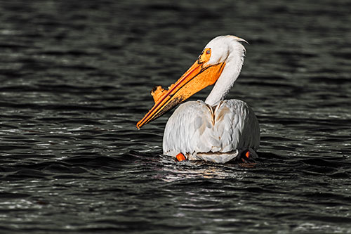 Swimming Pelican Glances Backwards Among Lake Water (Orange Tint Photo)