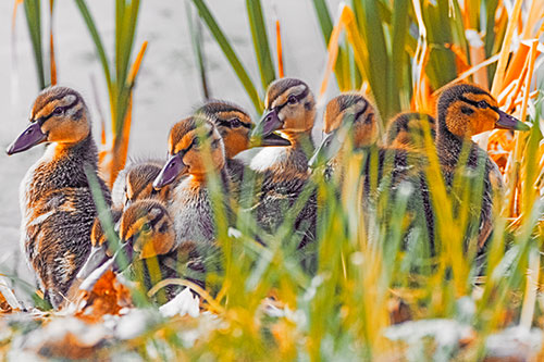 Ten Baby Mallard Ducklings Resting Among Reed Grass (Orange Tint Photo)