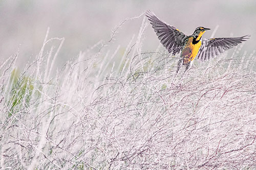 Western Meadowlark Takes Flight Off Branches (Orange Tint Photo)