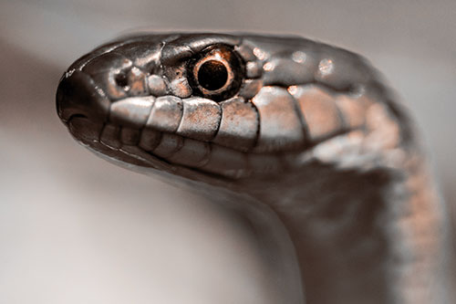 Alert Garter Snake Keeping Eye Out (Orange Tone Photo)