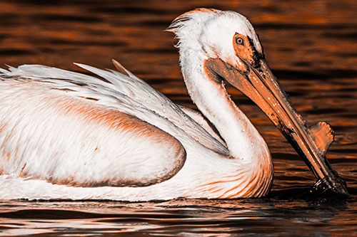 Beak Dipping Pelican Eying Across Lake Water (Orange Tone Photo)