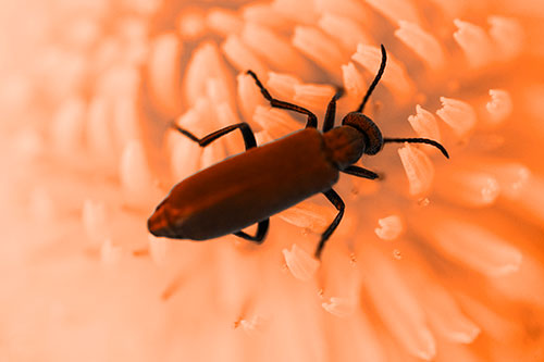 Crawling Oedemera Beetle Searching Atop Dandelion (Orange Tone Photo)