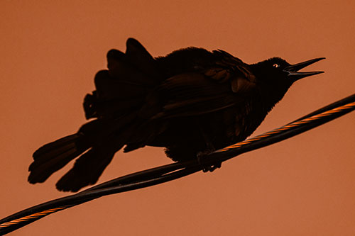 Crouching Great Tailed Grackle Squeaking Atop Cable (Orange Tone Photo)