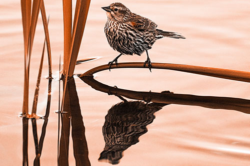 Female Red Winged Blackbird Casts Reflection Atop Bent Water Reed (Orange Tone Photo)