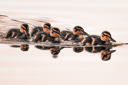 Five Baby Mallard Ducklings Swimming Across Lake Water (Orange Tone Photo)