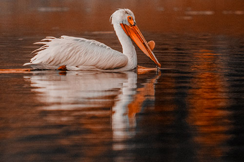 Floating Pelican Reflection Among Lake Water (Orange Tone Photo)