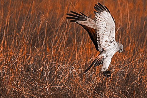 Flying Northern Harrier Marsh Hawk Captures Rodent (Orange Tone Photo)