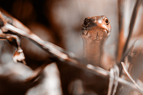 Garter Snake Peeking Head Above Sticks (Orange Tone Photo)