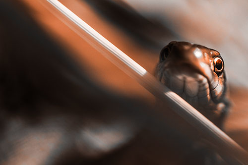 Garter Snake Peeking Head Over Dried Fescue Grass Blade (Orange Tone Photo)