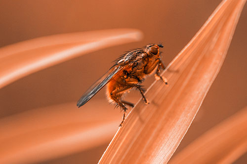 Golden Dung Fly Perched Along Sloping Fescue Grass Blade (Orange Tone Photo)