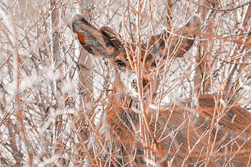 Hidden Mule Deer Watching Behind Tree Branches (Orange Tone Photo)