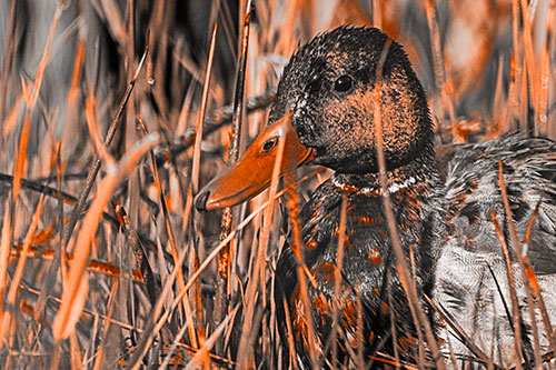 Male Mallard Duck Resting Among Reed Grass (Orange Tone Photo)