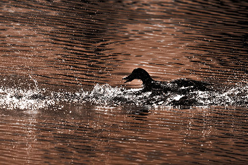 Playful Mallard Duck Gets Splashed Among Lake Horizon (Orange Tone Photo)