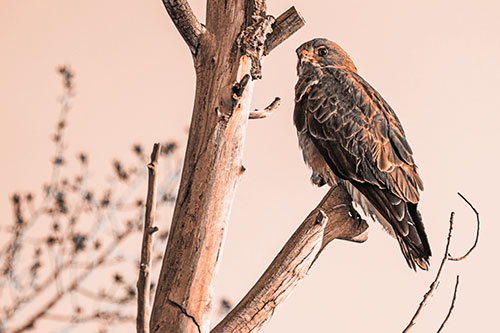 Rough Legged Hawk Perched Atop Tree Branch (Orange Tone Photo)
