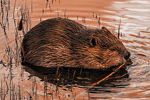 Sitting Beaver Nibbles Branch Along Shallow Rivershore (Orange Tone Photo)