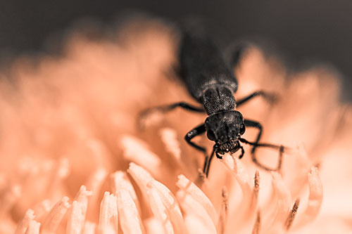 Snarling Oedemera Beetle Eating Dandelion Pollen (Orange Tone Photo)