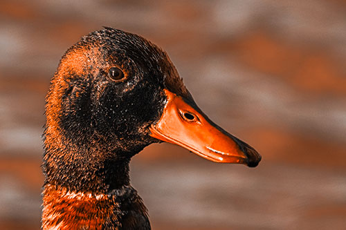 Soaked Male Mallard Duck Watching Among Lake (Orange Tone Photo)
