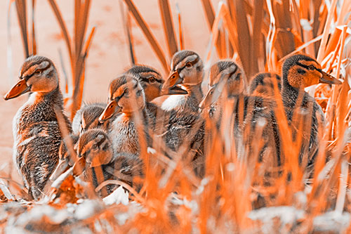 Ten Baby Mallard Ducklings Resting Among Reed Grass (Orange Tone Photo)