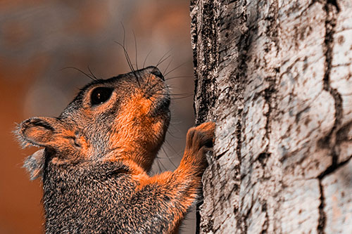 Tree Climbing Squirrel Gazing Upwards (Orange Tone Photo)