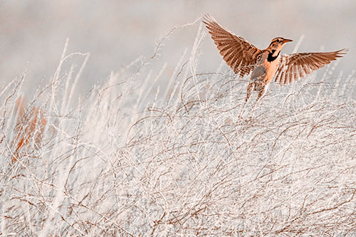 Western Meadowlark Takes Flight Off Branches (Orange Tone Photo)