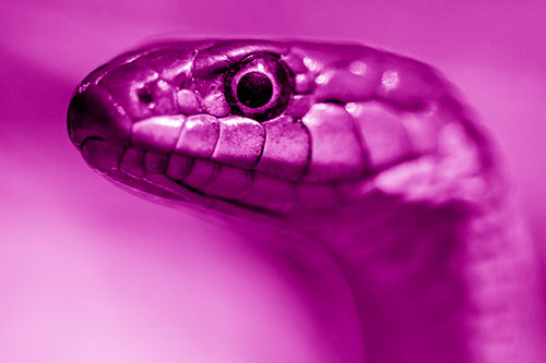 Alert Garter Snake Keeping Eye Out (Pink Shade Photo)