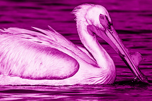 Beak Dipping Pelican Eying Across Lake Water (Pink Shade Photo)